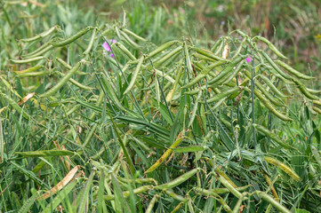 Lathyrus sylvestris - Flat pea - Gesse des bois - Gesse sauvage