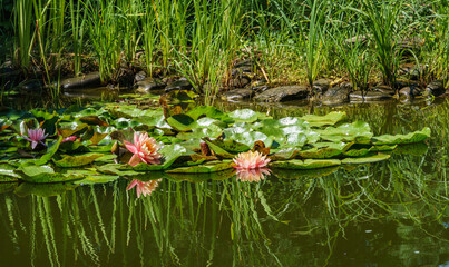 Two amazing bright pink water lilies or lotus flowers Perry's Orange Sunset in pond. Nympheas with water drops and plants are reflected in dark water. Flower landscape and nature background concept