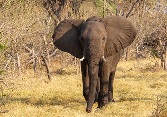 Fototapeta na wymiar African elephant a big five wild animal isolated in the wild in Africa