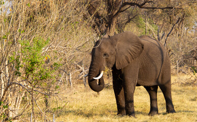 African elephant a big five wild animal isolated in the wild in Africa