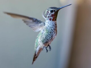 Fototapeta premium Selective focus shot of hummingbird in flight