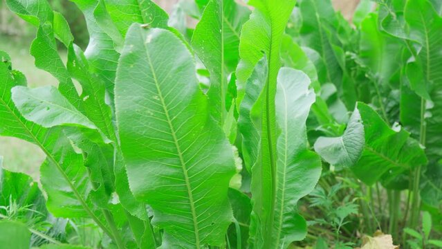 Horseradish Armoracia rusticana, syn. Cochlearia armoracia is a perennial plant of the family Brassicaceae. Selective focus