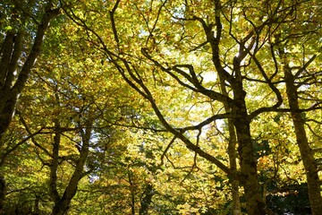 Autumn in the Pyrenees