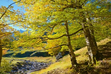 Autumn forest in the Pyrenees