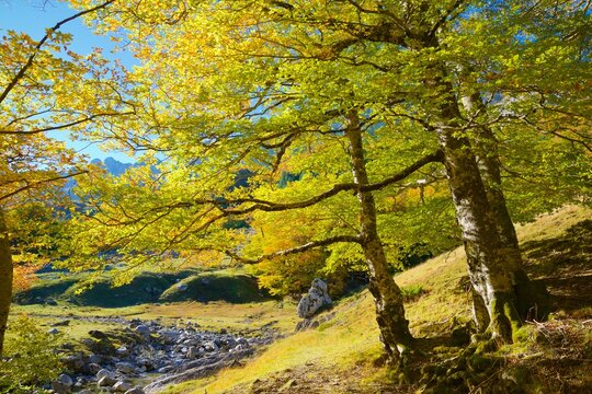 Autumn Forest In The Pyrenees