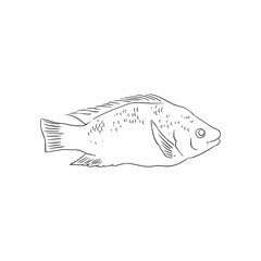 Fish sketches that are commonly targeted by anglers