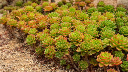 Orostachys japonica that looks like a group of children
