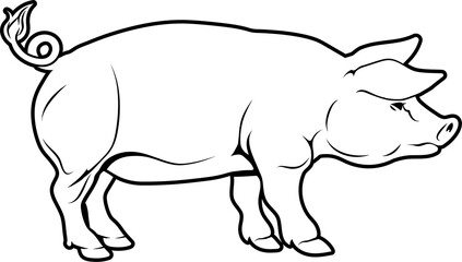 Pig illustration