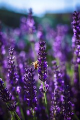 A portrait of a purple lavender flower with a bee hanging on the side of it part of a big bush standing in a blurred field of its kind.