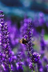 A portrait of a purple lavender flower with a bumblebee hanging on the side of it part of a big bush standing. The insect is collecting pollen, the background is nicely blurred.
