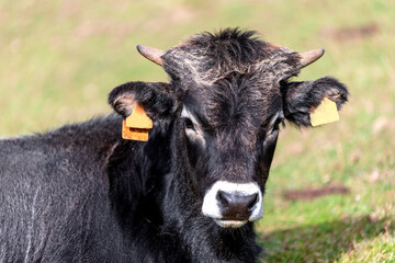 portrait of a tudanca breed calf