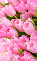 Fototapeta premium Spring Tulip Flowers over white. Tulips bunch. Pink tulips.