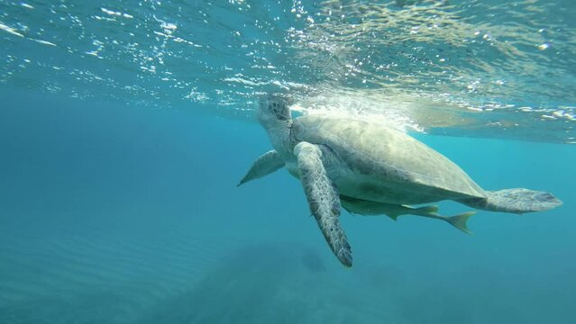 Big Sea turtle with remora fish dives down to the sandy seabed. Green sea turtle (Chelonia mydas) Underwater shot. Close-up