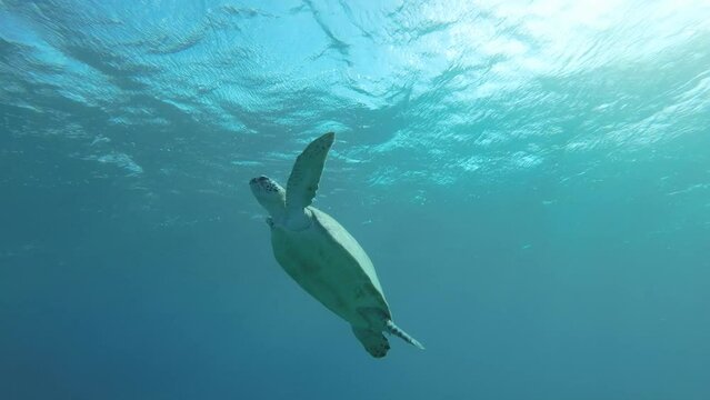 Sea turtle swims in the blue water to up, takes a breath and lies under surface of water. Green Sea Turtle (Chelonia mydas), Red Sea, Egypt