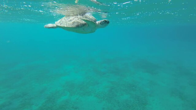 Sea turtle breathes, rests on the surface of water. Green sea turtle (Chelonia mydas) Close-up, Underwater shot 