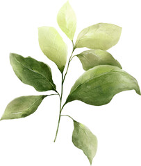 Rose Leaves Watercolor