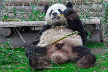 Pandas eating bamboo . Giant panda animal 
