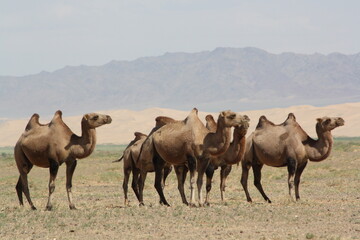 Bactrian camels with the sand dunes and mountain range in background, Gobi desert, Mongolia. The number of camels in the country is 454,038 (December 2021, National Statistical Office of Mongolia).