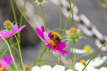 コスモスと蜂
