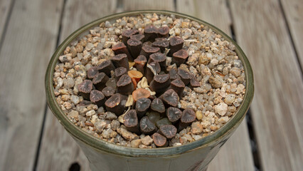 Haworthia maughanii in harmony with the soil
