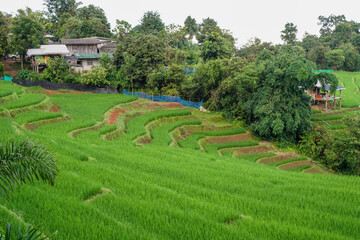 Fototapeta na wymiar rice terraces island