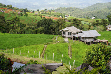 rice field in island