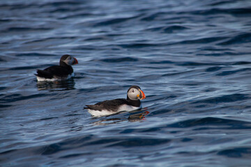 Atlantic puffin , also known as the common puffin, is a species of seabird in the auk family. his puffin has a black crown and back, pale grey cheek patches and white underparts.
