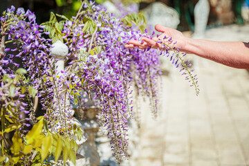 Woman's hand holding a beautiful flowering branch of wisteria. Springtime and blossoming wisteria flowers in garden
