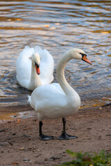 Naklejka premium two swans on the shore