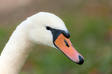 Portrait of a white swan closeup