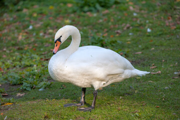 portrait of a white swan