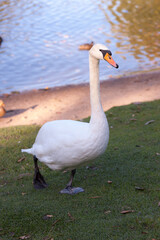 portrait of a white swan