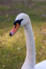 Fototapeta premium portrait of a swan with a long neck