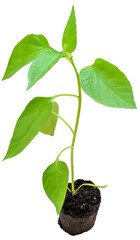 pepper seedling with root and ground on a white background close-up