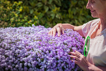 Elderly woman standing near a large flower pot with purple flowers and caring for plants