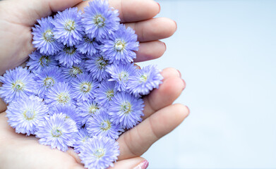 The white background filled with purple flowers in the palm of woman' hand. Woman hands hold purple flowers. Beautiful female hands with lilac flowers on a white background, top view.