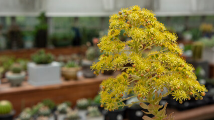 Fototapeta na wymiar Aeonium with yellow flowers