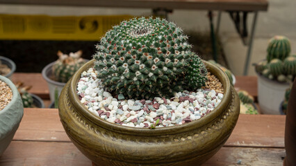 Round cactus with flower pots
