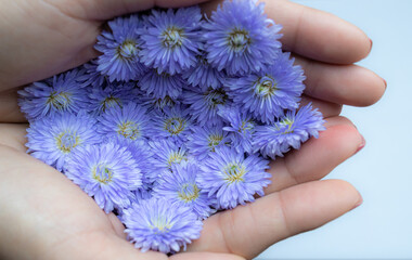 The white background filled with purple flowers in the palm of woman' hand. Woman hands hold purple flowers. Beautiful female hands with lilac flowers on a white background, top view.