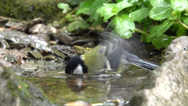 Kohlmeise badet
