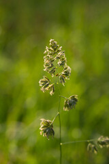 grass flowers, herbs. wild meadow plants, macro