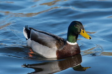 Mallard drake duck on the water