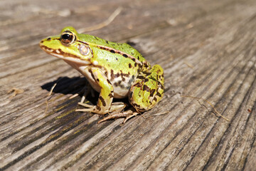 Teichfrosch