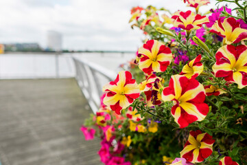 Fototapeta na wymiar Colorful yellow and red flower bed in focus in foreground. Town buildings and river out of focus in the background. City street decoration. Bright and rich colors of the plants. Star shaped flowers.