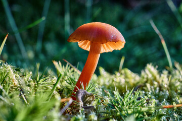 Waxcaps, Norway