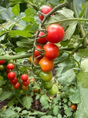 cherry tomatoes on vine