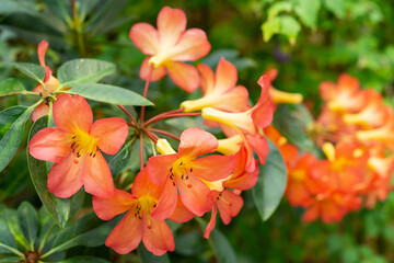 マレーシアシャクナゲ３