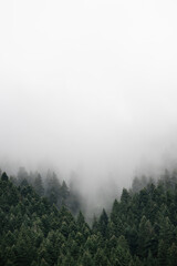 Fototapeta na wymiar Vertical photo of pine tree forest in the mountains covered with fog and mist