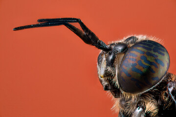portrait en macro  "INSECTA  Diptera  Stratiomyidae  Hermetia illucens "