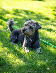 Small happy dog on the grass - 529174580